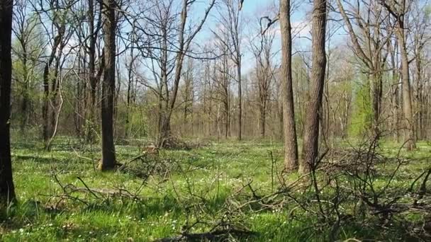 Bosque de primavera en un día soleado — Vídeo de stock