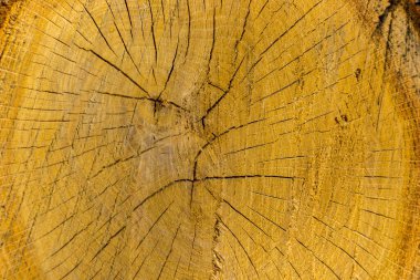 testere ahşabının dokusu