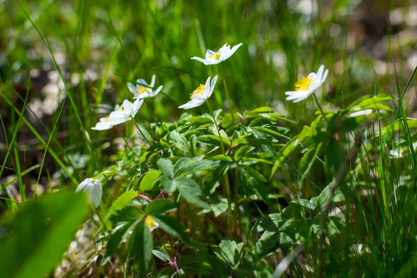 Anemone Asherah Wood Anemone Anemone Nemorosa Wiosnę Piękne Białe Kwiaty — Zdjęcie stockowe