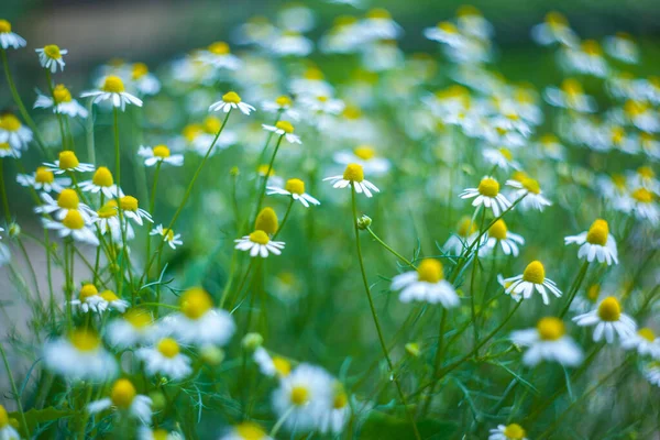 Herbs Nature Fild Camomiles Sunny Day Nature Camomile Daisy Flowers — Stock Photo, Image