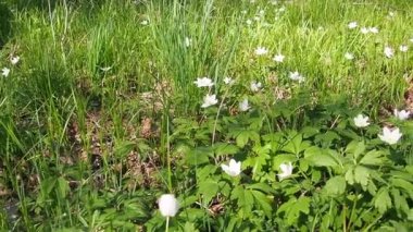 Bahar ormanı manzarası açık havada taze rüzgar çiçekleri