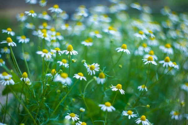 Matricaria chamomilla. Flower texture — Stock Photo, Image