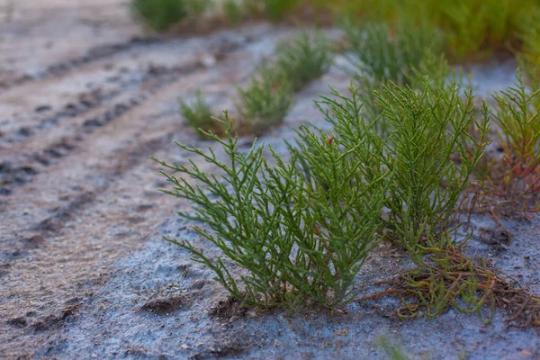 Salicornia növények a tengerparton — Stock Fotó