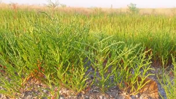 Salicornia planter på kysten – Stock-video