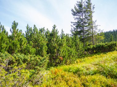 Kozalaklı ormanlı dağ manzarası