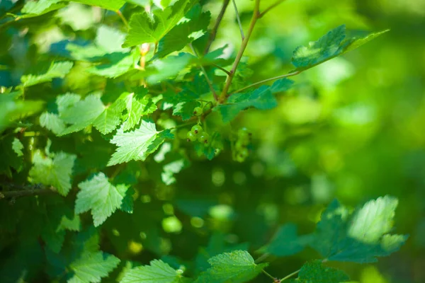 Frutta giovane dopo la fioritura mela appesa ad un albero in giardino. — Foto Stock