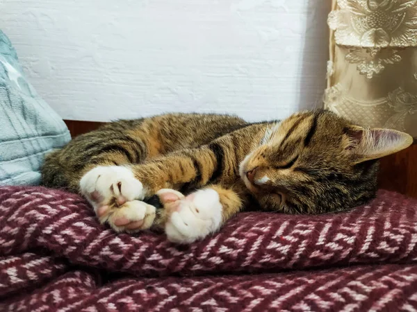 Кіт спить вдома — стокове фото