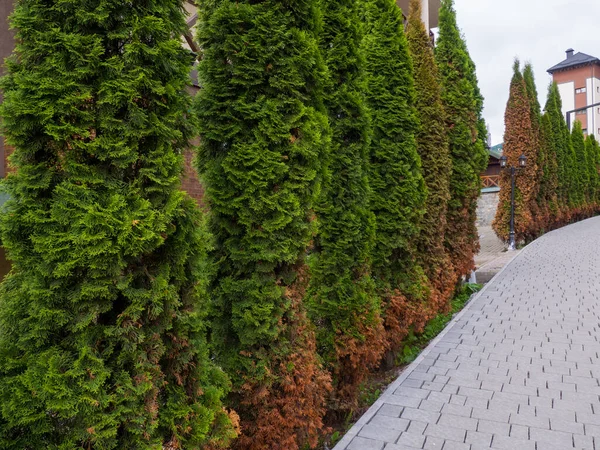 Amerikan arborvitae ağacı, thuja problemleri ve hastalıkları