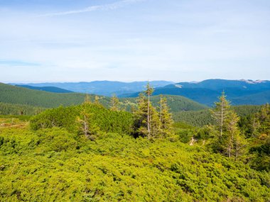 Kozalaklı ormanlı dağ manzarası