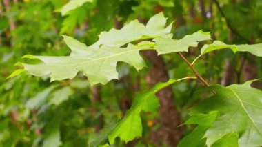 Rüzgarda sallanan yeşil meşe yaprakları