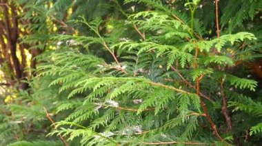 Rüzgarda sallanan yeşil thuja yaprakları