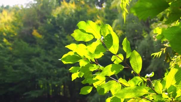 Zelené bukové listy houpající se ve větru — Stock video