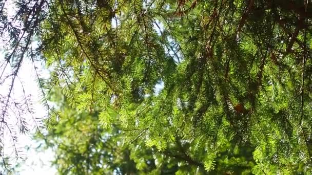 Зеленая хвойная ветка, раскачивающаяся на ветру — стоковое видео