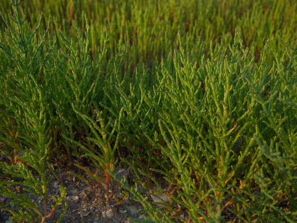 Piante di Salicornia in riva al mare — Foto Stock