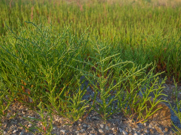 Salicornia növények a tengerparton — Stock Fotó