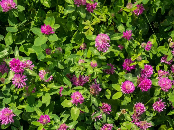 신선 한 분홍빛 꽃 과 클로 우버 나 트레일 의푸른 잎 — 스톡 사진