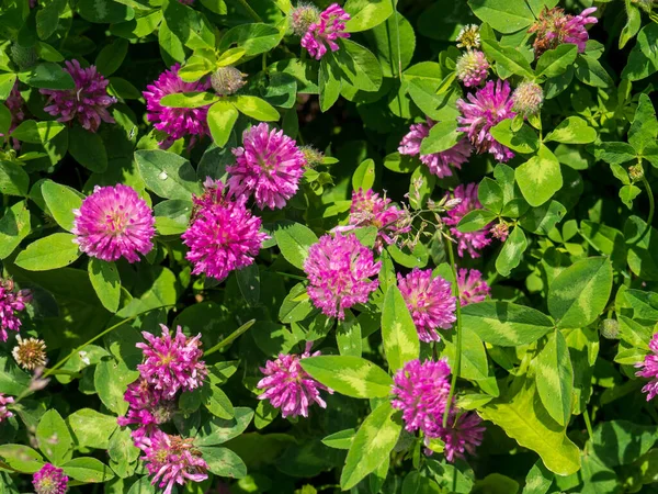 신선 한 분홍빛 꽃 과 클로 우버 나 트레일 의푸른 잎 — 스톡 사진