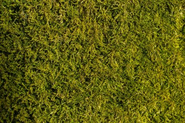 Ağaçta liken ve yosun var.