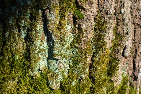 Ağaçta liken ve yosun var. — Stok fotoğraf