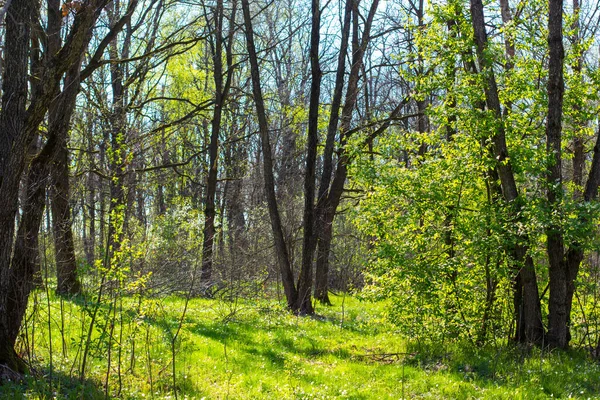 Güneş yeşil parktaki uzun ağaçların gölgesini kırıyor..