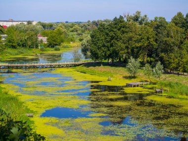 Yeşil nilüfer yapraklarının üst görüntüsü