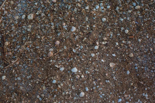Plaża Całych Pobitych Muszli Masa Muszli Wybrzeżu Morza Tekstura Muszelki — Zdjęcie stockowe