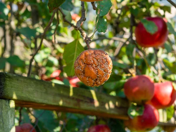 Fruit Infected by the Monilia fructigena. One rotten fruit infects others. Apple damaged by Fungal Disease in Orchard. Spoiled crop of apples. Farming, agriculture, remedy for trees diseases concept