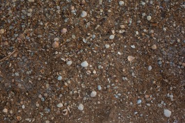 Kumsalda deniz kabukları var. Deniz kıyısındaki kabukların kütlesi. Doku deniz kabuğu arka planı. Doğal desen arkaplanı.