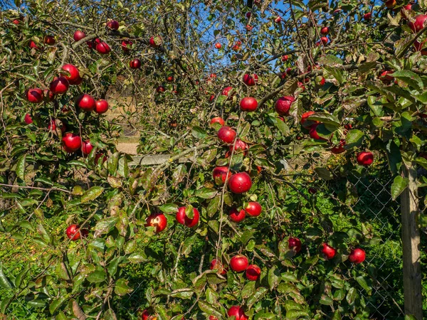 Owoce Zainfekowane Przez Monilię Fructigena Jabłko Uszkodzone Przez Chorobę Grzybiczą — Zdjęcie stockowe