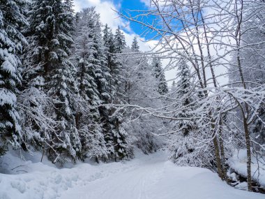 Karpatlar 'da kış ormanı, Ukrayna. Yol Synevyr Gölü 'ne çıkıyor. Ağaçlar ve patika karla kaplı. Karda çam ağaçları olan güzel doğa manzarası.