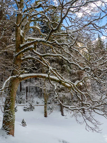 Frozen Lake Synevyr Background Forest Carpathian Mountains Winter Lake Snow — стоковое фото