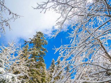 Karpatlar 'da kış ormanı, Ukrayna, Synevyr Gölü yakınlarında. Karla kaplı ağaçlar. Karda çam ağaçları olan güzel doğa manzarası. Parlak güneşli bir günde kozalaklı ormanlı manzaralar..