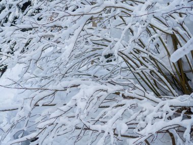 Karda çalılık olan güzel doğa manzarası. Manzarayı kapat. Karpatlar, Ukrayna 'daki Synevyr Gölü yakınlarındaki kış ormanlarında karla kaplı dalların dokusu.