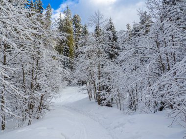 Ormanda bir patika. Karlı ve güneşli bir havada, orman parkında kar beyazı. Karların altındaki firavun ağaçları. Kışın dağ ormanı. Noel manzarası. Karpat Dağları, Ukrayna, Avrupa