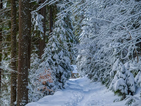 Wanderweg Wald Winterweißer Schnee Freien Waldpark Bei Verschneitem Wetter Tannen — Stockfoto