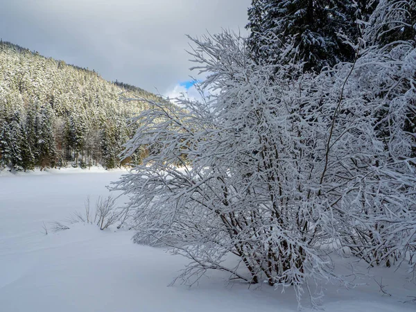 Winter Forest Carpathians Ukraine Lake Synevyr Trees Covered Snow Beautiful — Fotografia de Stock