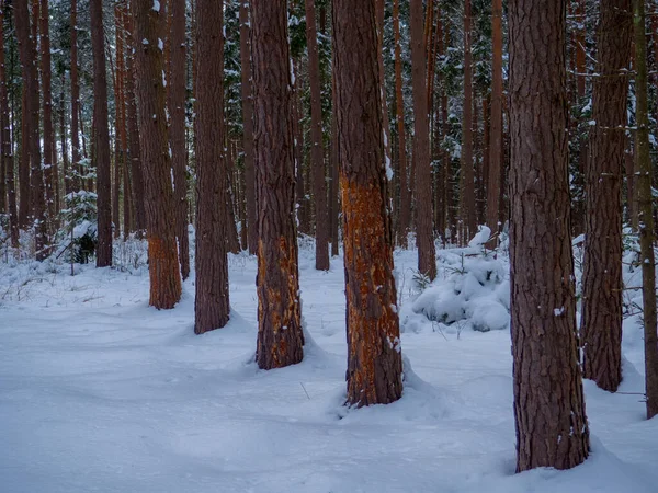 Gnawed trees in winter forest. Damaged bark and wood. Large coniferous trees with dark brown textured bark. There are large pieces in the wood that exposes the light wood.