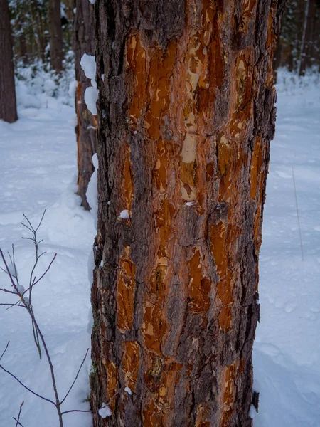 Gnawed tree in winter forest. Damaged bark and wood. A large coniferous tree with dark brown textured bark. There are large pieces in the wood that exposes the light wood.