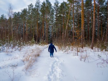 Siyah elbiseli bir adam ormanda yolda yürüyor. Karlı ve güneşli bir havada, orman parkında kar beyazı. Karların altındaki firavun ağaçları. Karpat Dağları, Ukrayna.