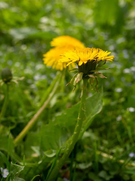 Dandelion Flowers Garden Taraxacum Officinale Dandelion Plant Fluffy Yellow Bud — Stock Photo, Image