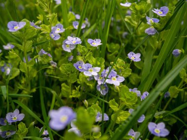 Veronica Persica yeşil arka planda. Arazi hız kuyusu Bireye Speedwell olarak da bilinir. Bahar bahçesinde mavi çiçekler. Mavi Veronica Hederifolia. Seçici Odaklanma.
