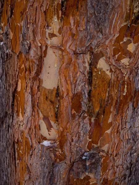 Gnawed Tree Winter Forest Damaged Bark Wood Large Coniferous Tree — Stok fotoğraf