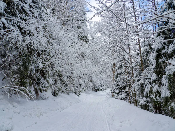 Winter Forest Carpathians Ukraine Road Leads Lake Synevyr Trees Path — стоковое фото