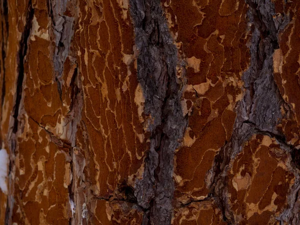 Texture Gnawed Tree Forest Damaged Bark Wood Coniferous Tree Dark — Stok fotoğraf