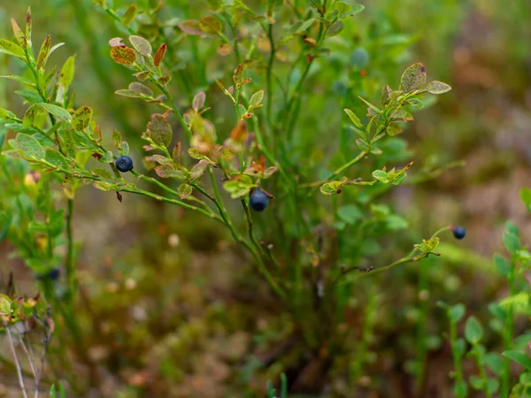 Здорова Органічна Їжа Дика Чорниця Vaccinium Myrtillus Росте Лісі Фотографія — стокове фото