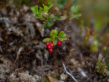 Healthy organic food - wild lingonberry, Vaccinium vitis-idaea, growing in forest. Photo of wild berries on a green background in the forest on summer day. Mountain cranberry on a green bush. 