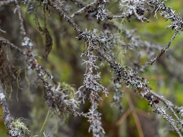 Epiphytic lichens. Iceland moss grows on tree branches, Carpathian wetland Rudyak, Vorokhta, Ukraine. Cetraria islandica, also known as true Iceland lichen or Iceland moss.