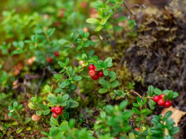Healthy organic food - wild lingonberry, Vaccinium vitis-idaea, growing in forest. Photo of wild berries on a green background in the forest on summer day. Mountain cranberry on a green bush. 
