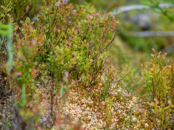 Здорова Органічна Їжа Дика Чорниця Vaccinium Myrtillus Росте Лісі Фотографія — стокове фото