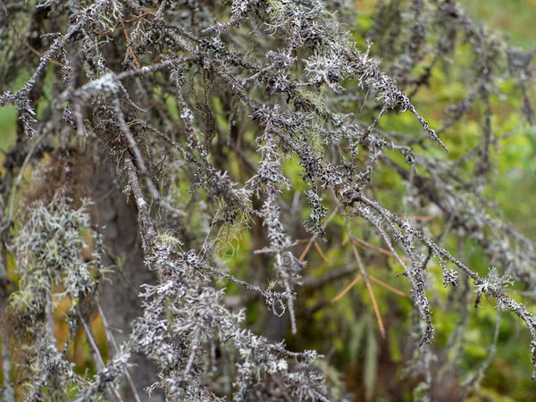 Epiphytic lichens. Iceland moss grows on tree branches, Carpathian wetland Rudyak, Vorokhta, Ukraine. Cetraria islandica, also known as true Iceland lichen or Iceland moss.